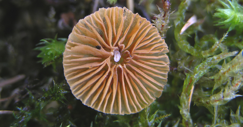 Galerina da determinare n�6